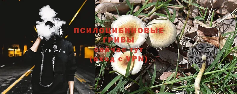 Галлюциногенные грибы Magic Shrooms  сайты даркнета как зайти  Карабаново 